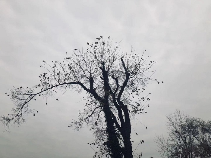 变态视频